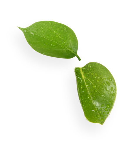 diffusions-aromatiques - feuilles de menthe